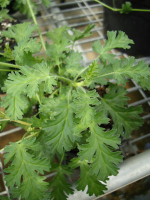 Pelargonium ionidifolium - 2