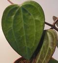 Hoya macrophylla - 2/2