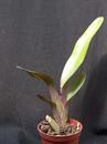 Maxillaria discolor - 2/3