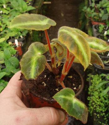 Begonia listada - 2