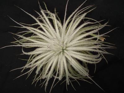 Tillandsia tectorum 'Snowball' (velká) - 2
