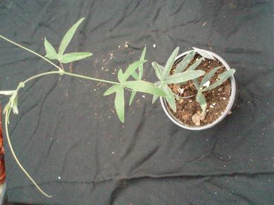 Passiflora 'Victoria' x 'Constance Elliot' - 2