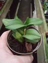 Orchidej pro začátečníky - Cambria/Oncidium mini - 2/4