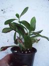Synadenium grantii, 3 rostliny - 2/2