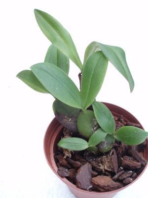 Bulbophyllum purpureorhachis - 2