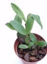 Bulbophyllum purpureorhachis - 2/2