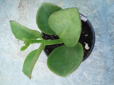 Hoya pachyclada - 2