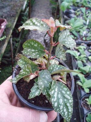 Begonia 'Medora' - 2