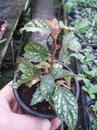 Begonia 'Medora' - 2/2