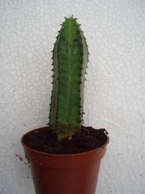 Euphorbia tubiglans aff. - 2