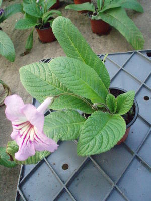 Streptocarpus 'růžová s žilkami' hybrid - 2
