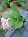 Streptocarpus 'růžová s žilkami' hybrid - 2/2
