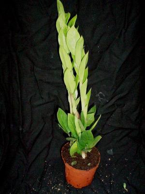 Zamioculcas zamiifolia - 2