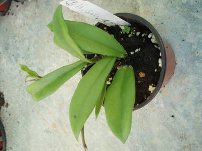 Hoya salweenica - 2
