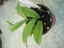 Hoya salweenica - 2/2