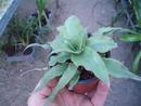 Cryptanthus acaulis 'Green' - 2/2