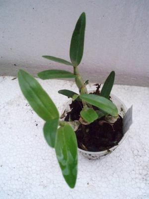 Dendrobium Chian-Tzy Aurora 'CT-Jasper' - 2