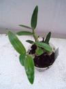 Dendrobium Chian-Tzy Aurora 'CT-Jasper' - 2/3