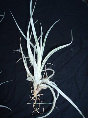 Tillandsia lorentziana (malá) - 2