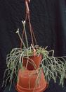 Rhipsalis pilocarpa - velká rostlina - 2/2
