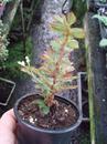 Begonia fuchsioides - 2/3