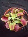 Dionaea muscipula - 2/4