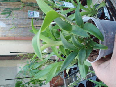 Cattleya intermedia var. irrorata - 2