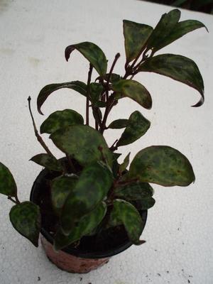 Aeschynanthus marmoratus - 2
