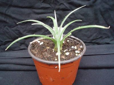 Puya ferruginea - 2