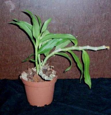 Dendrobium cretaceum - 2
