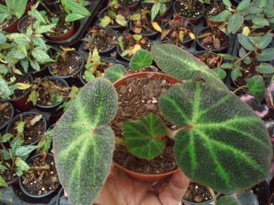Begonia soli-mutata - 2