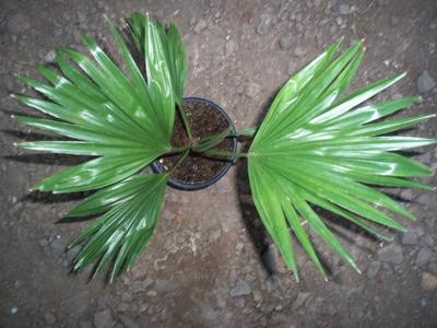 Livingstonia rotundifolia - 2