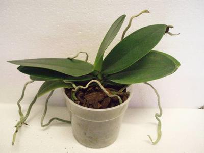Phalaenopsis aphrodite - 2