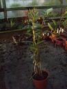 Epidendrum ibaguense - 2/2