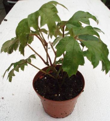 Cissus rhombifolia (kultivar) - 2