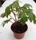 Cissus rhombifolia (kultivar) - 2/3
