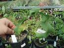 Epiphyllum guatemalensis 'monstrosa' - 2/3