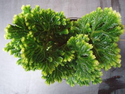 Selaginella apoda - 2