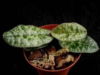 Paphiopedilum vietnamense - 2
