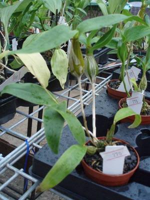 Dendrobium rhodostictum - 2
