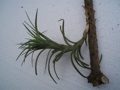 Tillandsia tenuifolia - 2