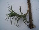Tillandsia tenuifolia - 2/2