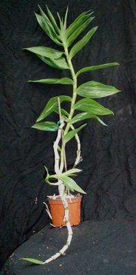 Dendrobium chrysanthum - 2