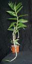 Dendrobium chrysanthum - 2/2