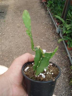 Epiphyllum ackermannii - 2