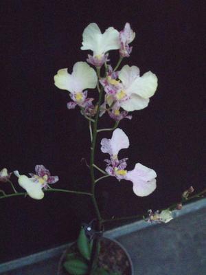 Kvetoucí orchidej mini Oncidium #1 - 2
