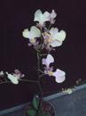 Kvetoucí orchidej mini Oncidium #1 - 2/3