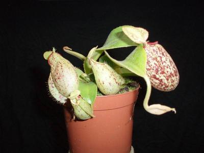 Nepenthes hookeriana - 2