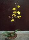 Kvetoucí orchidej mini Oncidium #2 - 2/2
