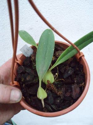 Bulbophyllum tremulum - 2